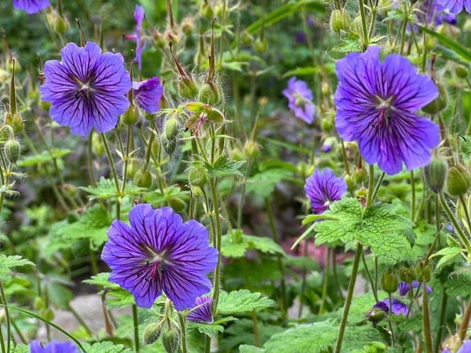 Bodziszek wspaniały (Geranium magnificum)