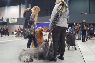 Międzynarodowa Wystawa Psów Rasowych w Bydgoszczy