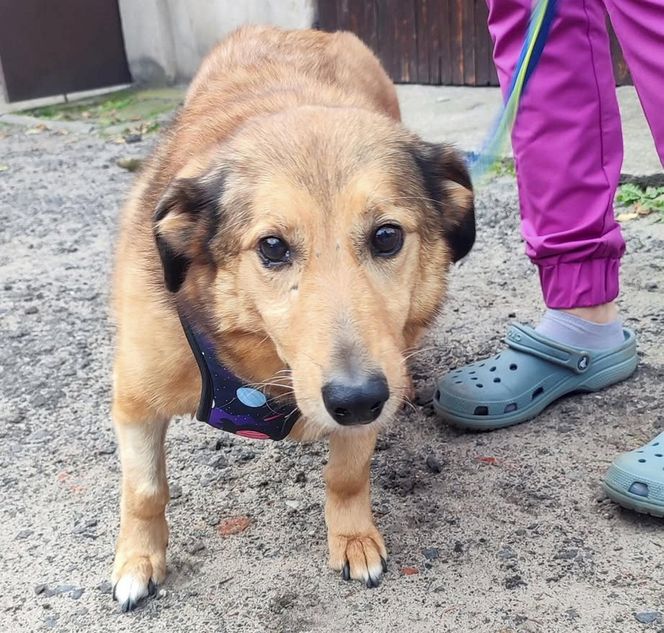 Aleksandrów Łódzki. Piesek Pimpuś potrzebuje pilnej pomocy. Zwróciła go rodzina adopcyjna