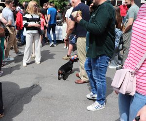 Zlot jamników w Toruniu