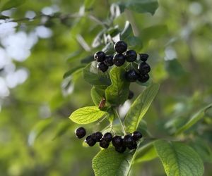 Aronia, krzew i owoce