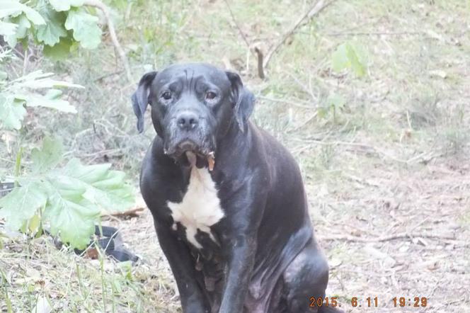 Bezduszny właściciel porzucił psa w lesie. Przywiązał go do drzewa i tak zostawił