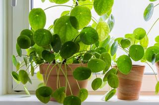 Kwiaty doniczkowe PRL