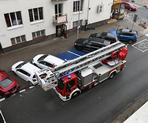 Egzotyczny pająk uciekł z domu! Akcja służb w centrum Gdyni 