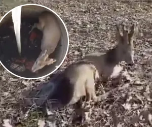 Mały koziołek wpadł do studni i nie mógł się wydostać! 