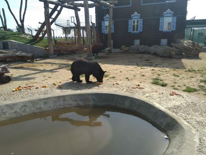 Zoo w miejscowości Chleby