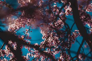 Kwitnąca wiśnia na Bemowie