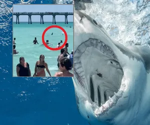 Rekin głowomłot tuż przy kąpiących się turystach. Ludzie rzucili się do ucieczki! [WIDEO]  