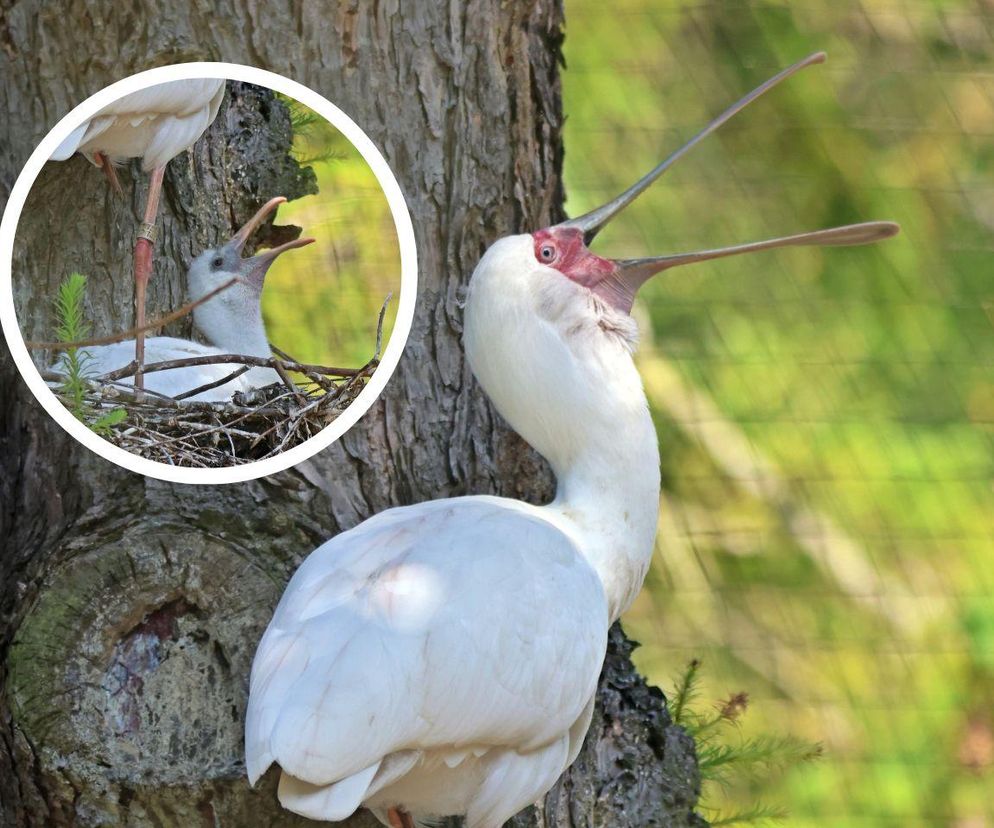 Gdańskie ZOO powitało nowe pisklęta! Warzęchy czerwonolice skradną Twoje serce