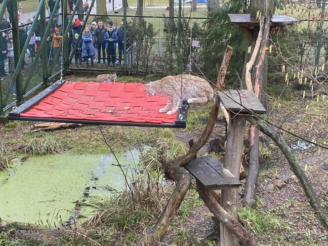 Dzień kota w łódzkim zoo. To doskonała okazja na obserwowanie nowego osobnika