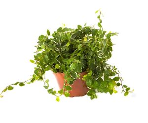 Figowiec pnący = Fikus pnący - Ficus pumila