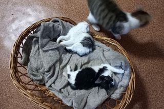 Kociarnia w Lesznie szykuje się do zimy. Potrzebny opał i karma