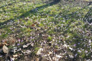 Czy  wiosna ostatecznie pokonała zimę? Pytamy Jarosława Mikietyńskiego z Ogrodu Botanicznego Instytutu Hodowli i Aklimatyzacji Roślin w Bydgoszczy