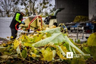 Usuwanie rdestowca na budowie Trasy Północnej