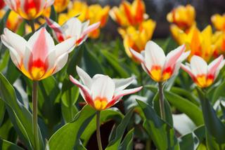 Tulipany: popularne rośliny cebulowe kwitnące wiosną