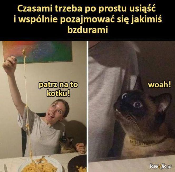Koty opanowały internet! Memy z mruczkami bawią do łez [TOP 45]