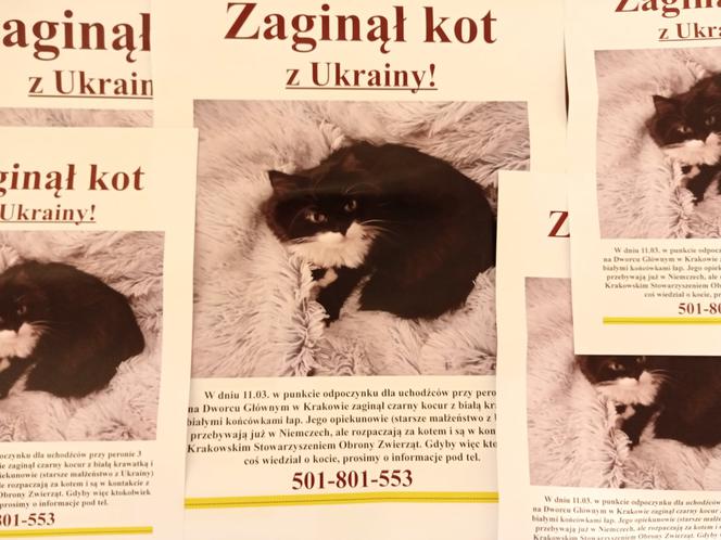Odnalazł się zaginiony w Krakowie kot uchodźców z Ukrainy. "To prawdziwy cud"