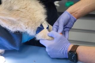 Mały Kazik szuka nowego domu