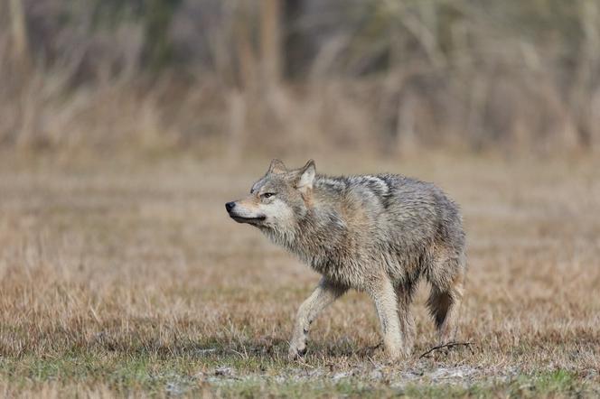 Nadleśniczy uchwycił przepięknego wilka w wielkopolskich lasach