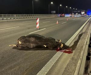 Byki brykają na moście w Warszawie! Wypadły z ciężarówki.