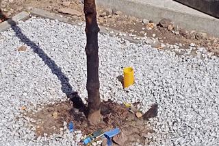 Nieznany sprawca podpalił świeżo posadzone drzewo na placu Rodła