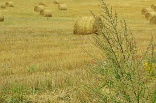 Dożynki lokalnie. Przygotowania do Święta Plonów