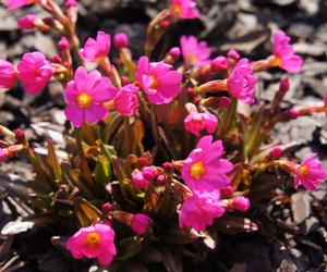 Pierwiosnek różowy (Primula rosea)