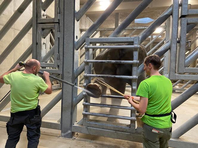 SPA dla słoni. Jak wygląda pielęgnacja mieszkańców łódzkiego ZOO?