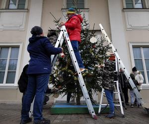 Kalisz. Udekorowana choinka stanęła na środku rzeki 