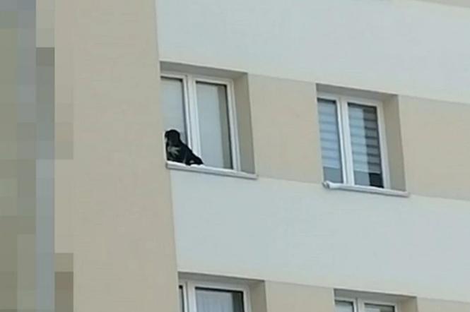 Zwyrodnialec wystawił psa na parapet na 9. piętrze! Zwierzę trzęsło się ze strachu i zimna