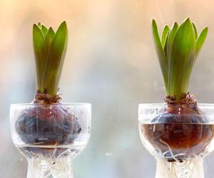 Pędzenie hiacyntów