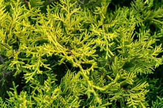 Mikrobiota syberyjska