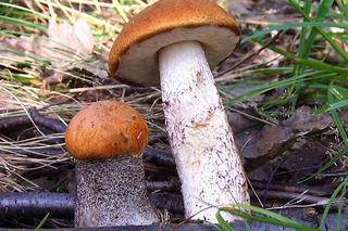 Jakie grzyby zbierać we wrześniu i październiku? Tych rarytasów jest teraz wysyp!