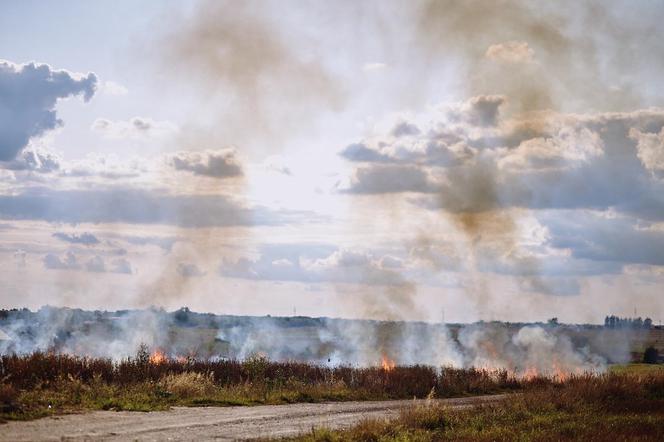 Płonęło pole i las koło Samborska 