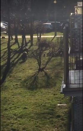 Wataha dzików w Toruniu! Zaatakowały na Rubinkowie