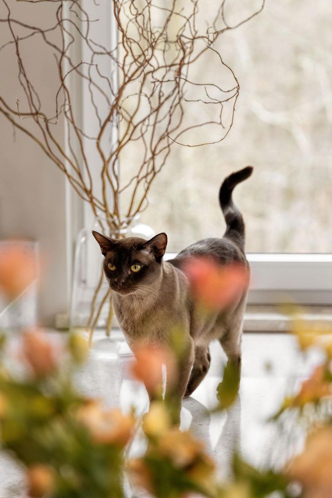 Mieszkanie w tonacji taupe - projekt Tatewik Caturowa 