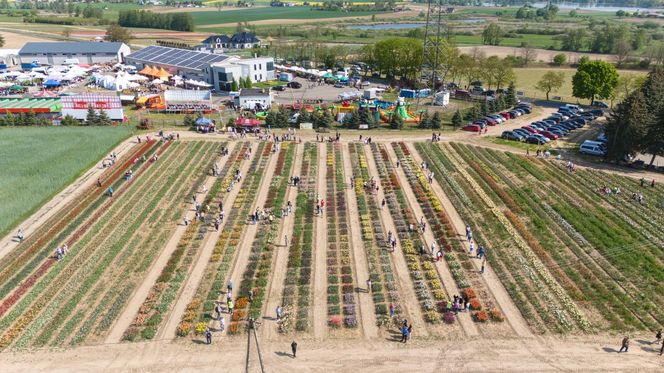Święto Tulipanów 2025