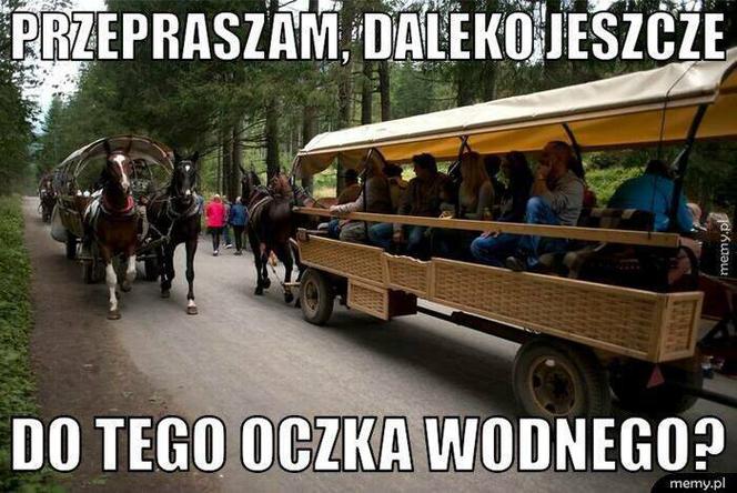 Polacy na wakacjach dają czadu! Zobacz NAJLEPSZE MEMY: Janusz i Grażyna w formie