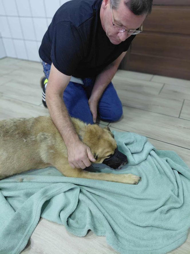 Dramatyczna interwencja Pet Patrol Rybnik. Pies konał w samotności