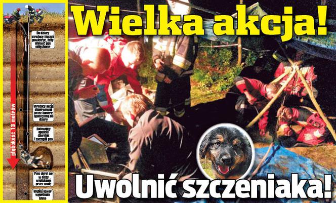 Wielka akcja! Uwolnić szczeniaka!