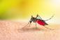 Tę chorobę roznoszą komary i meszki. Odnotowano pierwsze przypadki śmiertelne na świecie