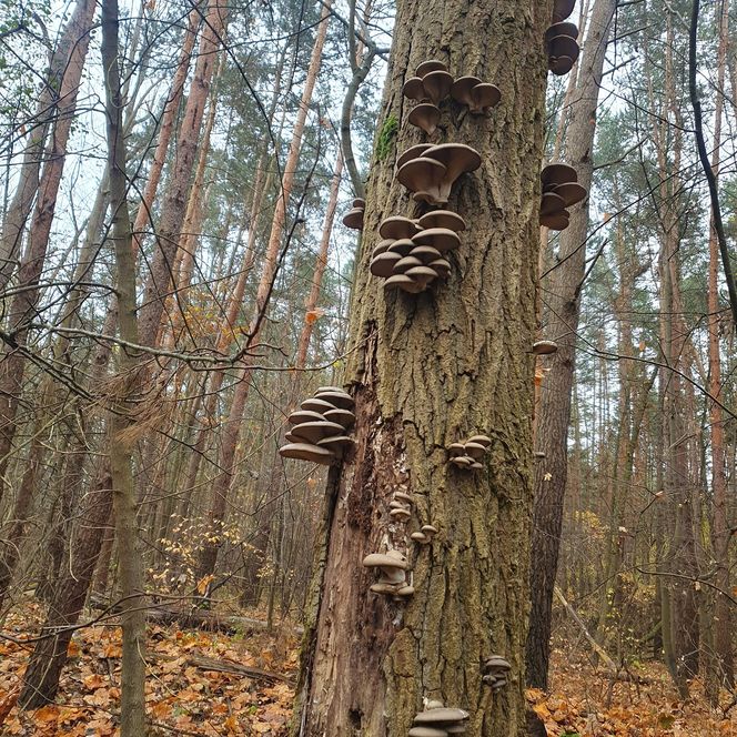 Najwytwalsi grzybiarze nie chowają koszyków. Listopadowe grzybobranie w świętokrzyskich lasach