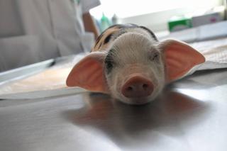 Szpital dla leśnych zwierząt