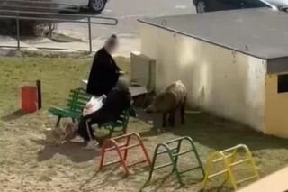 Dokarmia dzika na placu zabaw. Potem się nie dziwmy, że dziki przychodzą pod bloki