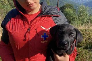 Psy Ratownicze GOPR