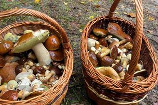 Trwa wysyp grzybów w woj. lubelskim