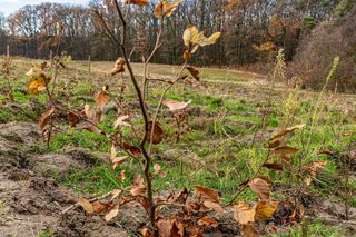 Zalesianie Szczecina 
