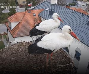 Pierwszy mały bocian w słynnym gnieździe w Przygodzicach koło Ostrowa! [FILM]
