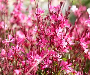 Gaura Lindheimera