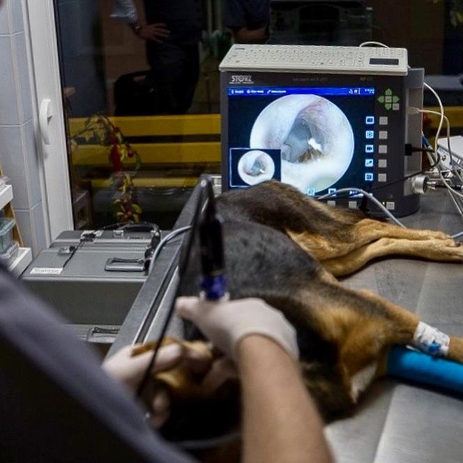 Szukali kości w gardle